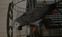Two baby african greys looking for a new home they are 3 months old, perfect time to bond with their new owner. Please contact for more inf.