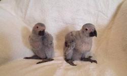 4 week old baby African Grey
Call Julio @ 772-633-6482