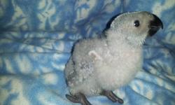 Baby African Grey, very sweet and healthy. Has been socialized with my family. He is offered at a reduced price because he is missing two back toenails on one of his feet. The majority of his toes are still intact, just missing toenails and it is hardly