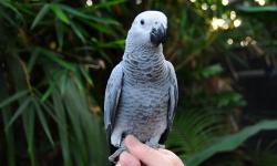 Beautiful baby African Grey Parrots for sale. All are hand raised, and closed banded. Large, healthy birds. I currently have all DNA sexed males available. Birds are not yet fully weaned, so I will finish weaning for you with a deposit. I am a private