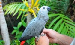 Beautiful baby African Grey Parrots for sale. All are hand raised, and closed banded. Large, healthy birds. Males and females available. Birds are not yet fully weaned, so I will finish weaning for you with a deposit. I am a private breeder with a great