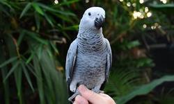 I currently am taking deposits on African Grey Parrot babies. These are beautiful sweet babies hand raised by private breeder with a great reputation. Males and females available. Two males hatched in Early Feb, should be ready by early May. Several