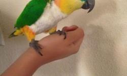 I have a baby black headed caique for sale. Fully weaned now and eating independently now. He's very very tame and has a sweet personality. He does NOT bite at all. Hand fed and hand raised. Steps up on command so far, loves scratches on his/her head and