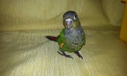 I have 3 Black Capped Conures for sale.
These babies are weaned and ready to go home with you.
These babies will make a great gift for any occasion.
I don't DNA my babies but can be done at your nearest Vet.
Thanks for looking and if you have any
