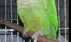I have Black Capped Conures for sale when weaned and out of the nest for experienced hand feeders.
They will make a great gift for any occasion. I don't DNA my babies but can be done at your nearest Vet. Thanks for looking and if you have any questions or