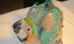 I am in the process of selling a baby blue and gold macaw. This baby is not DNA tested so the gender is unknown.
Babies $1000
Baby is still being hand fed. If you would like to hand feed I can teach you how to hand feed, handle and care for your new baby