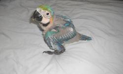Baby Blue and Gold macaw ready for deposit. All of our babies are socialized with a variety of people, they are allowed to fully fledge, and weaned to fresh foods and pellets with a few nuts and seeds given. Price is $1200. To reserve a baby there is a