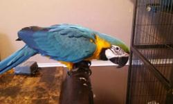 We have a 5.5 month old DNA verified male blue and gold macaw for sale. cage included. Comes with DNA and hatch certificate. Health guaranteed, vet records available. Well socialized, hand fed.
Serious inquires only.