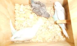 I have three baby blue budgie parakeets left from the clutch my pair had. Asking $15.00 each, or make offer on group. Can E-mail/text pictures if needed.