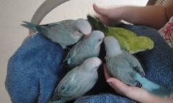 Taking deposits for beautiful and sweet baby Blue pallid Quakers hatching this spring 2013. For a video of previous siblings, visit Friendly Bird Aviary on Facebook. For more info e-mail or contact 407-381-3520. Will ship!