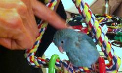 Baby blue parrotlet. Sweet and hand fed learning to step up. She was purchased in the Los Angeles area - hatched in March. My current parrotlet does not get along with her. She likes him and he doesn't care for her. (Typical, right!) If you are interested