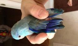 Have a sweet little blue lucida male baby parrotlet for sale for $100. Has beautiful coloration on his feathers blue/turquoise. He was handfed and just fully weened. He is 6 weeks old and loves to be held and loved on. Parrotlets are sweet with a lot of