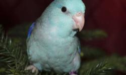 I have two baby blue parrotlets for adoption. Both are brother/sister and were hand-fed in a loving home. They are eating seeds, millet, and fruits on thier own. Male parrotlet was hatched on November 29, 2012 and the female was hatched on November 28,
