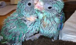 One male, one female turquoise parrotlets. Being hand fed now and will be ready for new homes in a couple weeks! Super friendly and love to be handled. Make a great addition to the family!