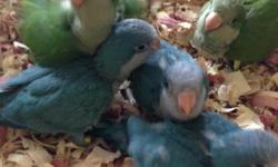 TAMED, HAND FED BABY QUAKER
BOUT 14-16 WKS OF AGE.
ONLY 1 AVAILABLE.
