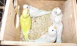 7 baby budgies available, 5 are starting to eat on their own, 2 ready for hand feeding.Parent raised, semi tame, all are split colors.$6.00 each.
Parents will be available as soon as they finish raising the babies. 5 Birds in colony (3 males, 2 females),