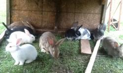 I have a bunch of cute little baby rabbits. I have purebred flemish giants, English spotted, and have crosses with new zeland. I have many different colors: black, grey, tan, brown, white with blue eyes, bage, sandy, and dark sandy. These would make a