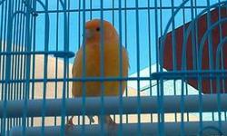 3 BABY CANARIES FOR SALE ( ALMOST 2 MONTHS OLD)
1 MALE RED BROWN CANARY
1 FEMALE RED BROWN CANARY
1 MALE RED FACTOR CANARY
1 FEMALE RED FACTOR CANARY
THESE BIRDS ALL PROVEN PAIRS, I CAN SELL SEPARATELY OR AS PAIRS, CAGES COST EXTRA