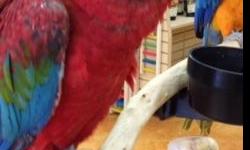 Very Sweet Hand-fed Baby Catalina Macaw. Loves to have its head scratched and gets along great with other birds