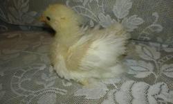 FREE CHICK WITH PURCHASE OF 5. Available now baby chickens. I have the following breeds:
-- White Face Black Spanish---------------------------- $5 ea
-- Russian Orloff--------------------------------------------- 5 ea
-- Crevecoeaur
