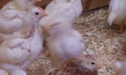 *** BABY CHICKS***
I HAVE ABOUT 25 SEXLINK ROOSTER CHICKS FOR SALE
3 WEEKS OLD.
GREAT FOR A FLOCK ROOSTER OR RAISING FOR MEAT.
THESE CHICKS HAVE FULL BEAKS AND HAVE BEEN FED UNMEDICATED FEED.
VERY HEALTHY.
$2 EACH / PRICE IS FIRM