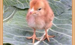 I have baby chicks starting at $6 each.
Rhode Island Reds $6
White Leghorns $6
Black Jersey Giants $7
Aracaunas $7
Homosassa,FL hwy19
352-220-1611
This ad was posted with the eBay Classifieds mobile app.