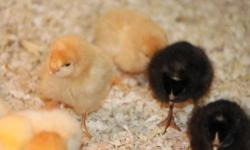 I have Buff Orpington and Barred plymouth rocks to choose from and a few Columbian rocks ! All are straight run and just hatched . $1.00 each ! GIve us a call at 812-346-2203 ! Thank you !