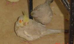 Very sweet handfed baby Cockatiels, about 7 weeks old, Just weaning
started vegetables and cheerios this week.
a very sweet pet for children or adult. loves people.
Sex is just a guess at this age.
local only, I do not ship.