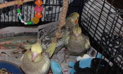 HAND-TAME, hand fed baby cockatiels. Soft beautiful feathers!
Absolutely adorable!! Just weaned and ready to go.
Call: 603-566-0376
