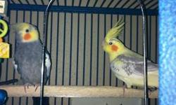 I am currently hand raising 2 whiteface cockatiel babies. One will be a cinnamon whiteface female and the other will be a whiteface male. Their parents are a lutino pearl female split to whiteface and a male cinnamon pied whiteface split to pearl. I also