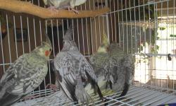 5 baby cockatiels. Pearls, cinnamon and whiteface. 10 weeks old. Parent raised indoors and easily tamable. Unsexed...$40.00 each