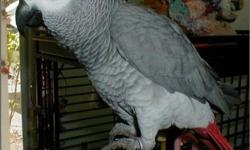 We have a 5 month old baby african greys and ready to go to their new home soon Hand raised, tame and healthy feathered. Ready to start learning words from his/her new owner.