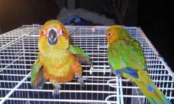 WE HAVE SEVERAL BABY JENDAY CONURES THEY WILL BE READY FOR NEW HOMES IN A FEW WEEKS STILL BEING HAND FED THESE LIL GUYS MAKE GREAT PETS FOR MORE INFO PLEASE CONTACT GEORGE OR MIMI AT (619)249-9831 THANK YOU SE HABLA ESPANOL