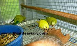 These 2 baby Quakers just came home from the handfeeder today ( 8-18)They are very tame. The Dark Eyed Yellow is $850 and the Green Opaline is $350. Take both for $1100. We ship with Delta Airlines only but you are welcome to pick your bird up at our farm
