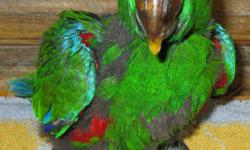 We have 1 S.I. Eclectus parrot baby for sale, we handfeed our babies in our family room. He was hatched the week of 2-14-13. Our babies are happy and sweet. He will probably be ready to be placed sometime around 6-2013. We use Zupreem Natural pellets to
