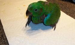 I am in the process of hand feeding a baby Grand Eclectus. The baby is growing very fast. I have one male and the other baby is still young, no feathers. The gender is unknown. I am looking for someone that is experienced with hand feeding.
The asking