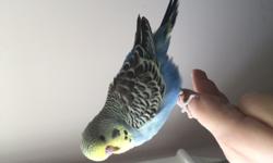 I have one female English budgie ready to go, and one male that will be ready in about a week-a week and a half.
The female is 3 months old, grey-green is her technical color (an olive color). She is tame, and from HUGE, nice parents! I have plenty more