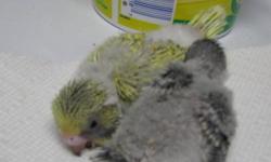 1 yellow & light green
1 grey(sold)
been hand feeding since about 10 days old.
these are new babies.
sold one a wk ago that looks just like this yellow one.
written health warrenty
have 2 american keets hf.
other types of birds also being hf.
seen by