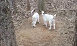 We have two female fainting goats available for sale at $250 with papers or $200 without papers. Both are current on CDT vacs x 2 plus two wormings. Eating grass hay and grain. Born last week of February 2013. Both parents blood tested negative last fall.