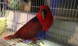 BABY FEMALE ECLECTUS FOR SALE VERY QUIET BIRD 775 OBO OR WILLING TO TRADE FOR OTHER BIRDS FOR MORE INFO PLEASE CALL OR TEXT ME AT (714)510-5412