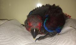 Beautiful 7 Week old Baby Female Solomon Island Eclectus. This baby has been hand fed since day 1. She is very beautiful and stating to get her feathers as seen in the picture. She is very big, beautiful, super friendly and healthy! She is on 3 hand