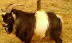 I have two baby pygmy female goats for sale. These goats will make excelent breed goats. Both parents are under 18 inches at the shoulder. There small size is a result of selective breeding over the last 10 years. If you are looking for a breed goat for