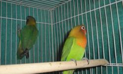 I have 2 baby Fischer Lovebirds to rehome. 10 wks old and easily tamable.. Not sexed. $40.00 each. Phone calls only please.