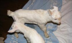 Only two baby goats left.
