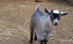 I have 6 baby goats for sale. Taking deposits now for when they are weaned on 6/15/2013. They are Nigerian Dwarf & African Pygmy cross. I have 2 girls & 4 boys. The boys can be banded if you want a wether. Deposit is $50 & $50 when you pick them up. Text