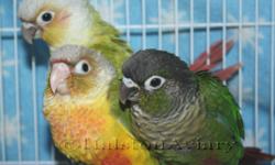 Baby Green Cheek Conures, currently on 2 feedings a day, should wean in a few weeks. I have 1 Pineapple Female, 1 Cinnamon Female & 1 Normal baby.....pictured are babies from a previous clutch, same parents.
Normal $150
Cinnamon Female $150
Pineapple