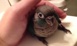 sweet green cheek conure babies,1 turquoise $300.00 and 1 high red yellowsided 250,00 babies are weaned and ready to go to their new homes they are two months old
please call or email for more information 702-812-1108
Nina's Parrots