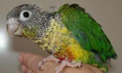 I have several new clutches of baby green cheeks. These birds are extremely social and love attention. They love to be with you 24 hours a day and make great first time pets for kids. The love to do tricks and can be taught many things plus THEY CAN