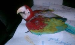I am in the process of selling a baby Greenwing macaw that is currently being hand fed.
Greenwings are genital giants. They are large birds but very sweet.
If you are interested you can contact me:
call/text 347-231-3031
http://tropicalbirdies.webs.com/