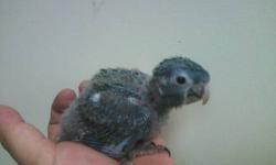 we have beautiful babies available
3 feeding a day $499.99
or fully weaned $699.99
will ship
www.flbirdhouse.com